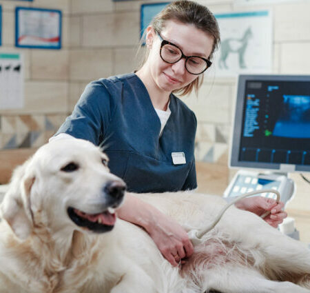 Example of Veterinary medical equipment being used by a nurse taking an ultrasound of a dog